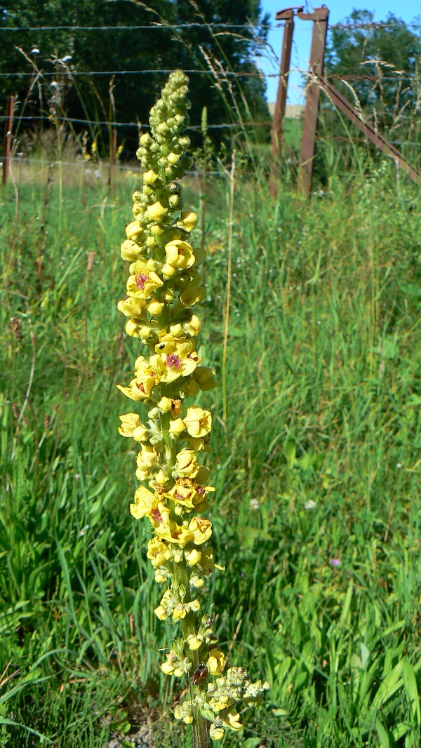 Verbascum nigrum