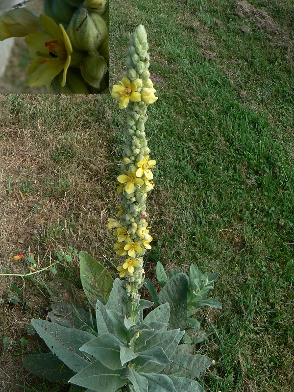 Verbascum thapsus