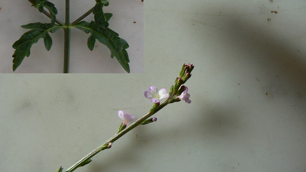 Verbena officinalis