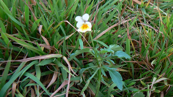 Viola arvensis c